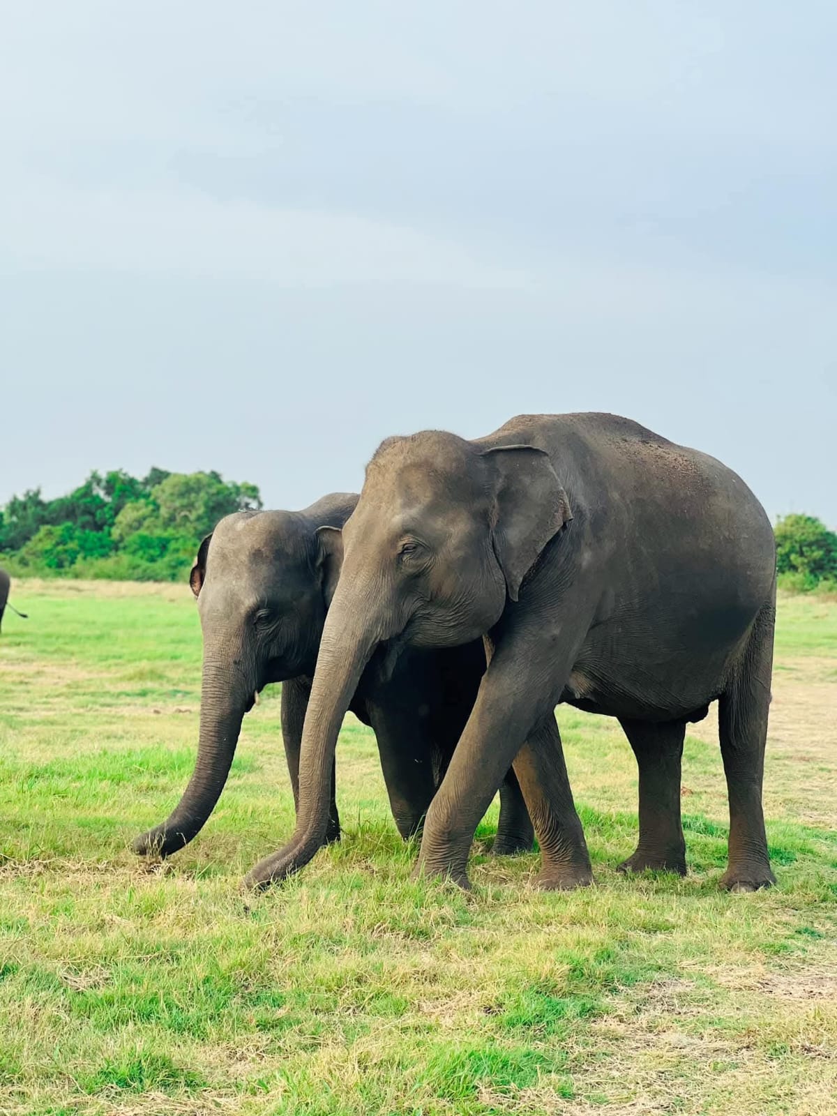 Habarana Eco Park Safari