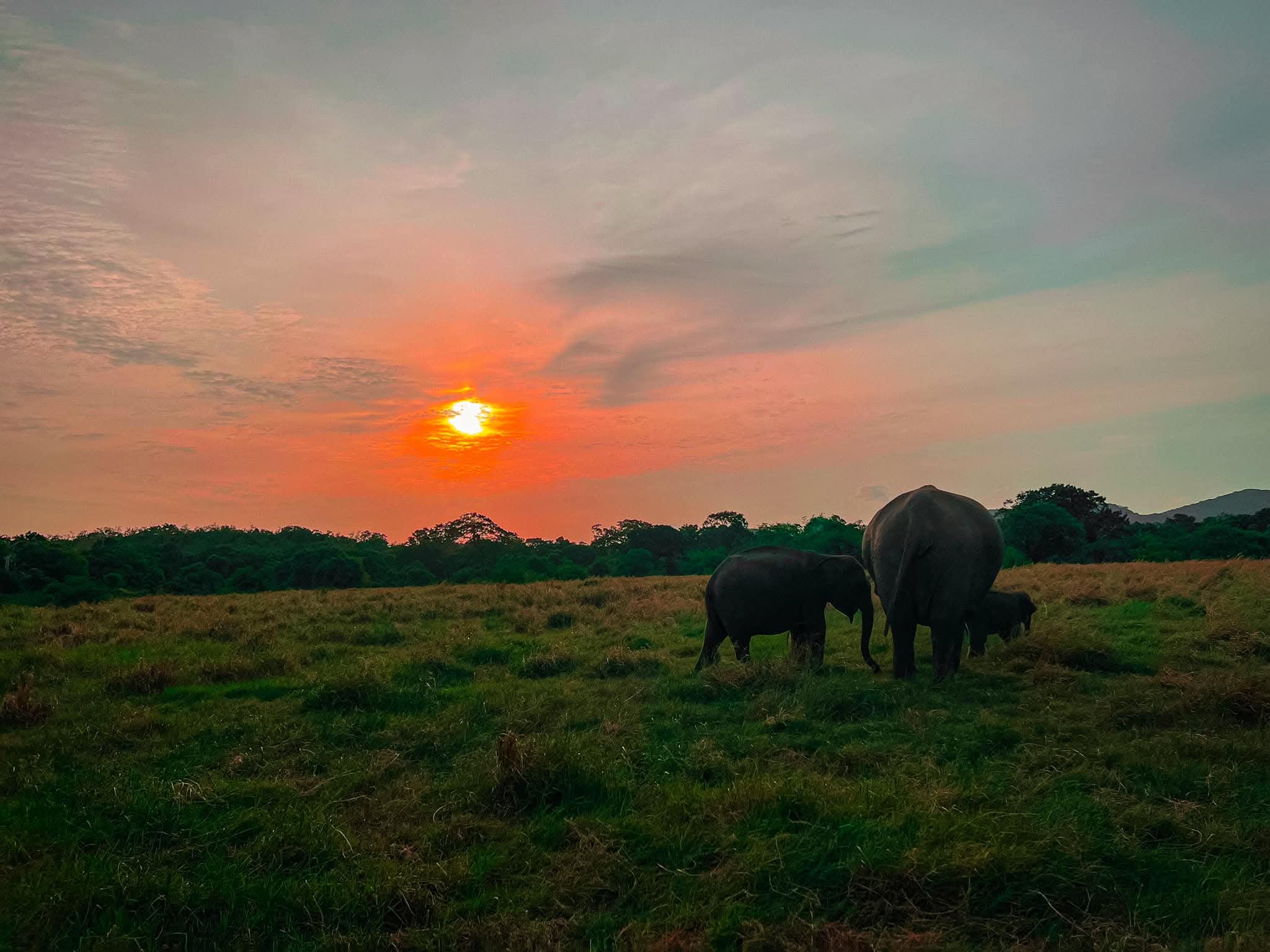 Kaudulla National Park Safari