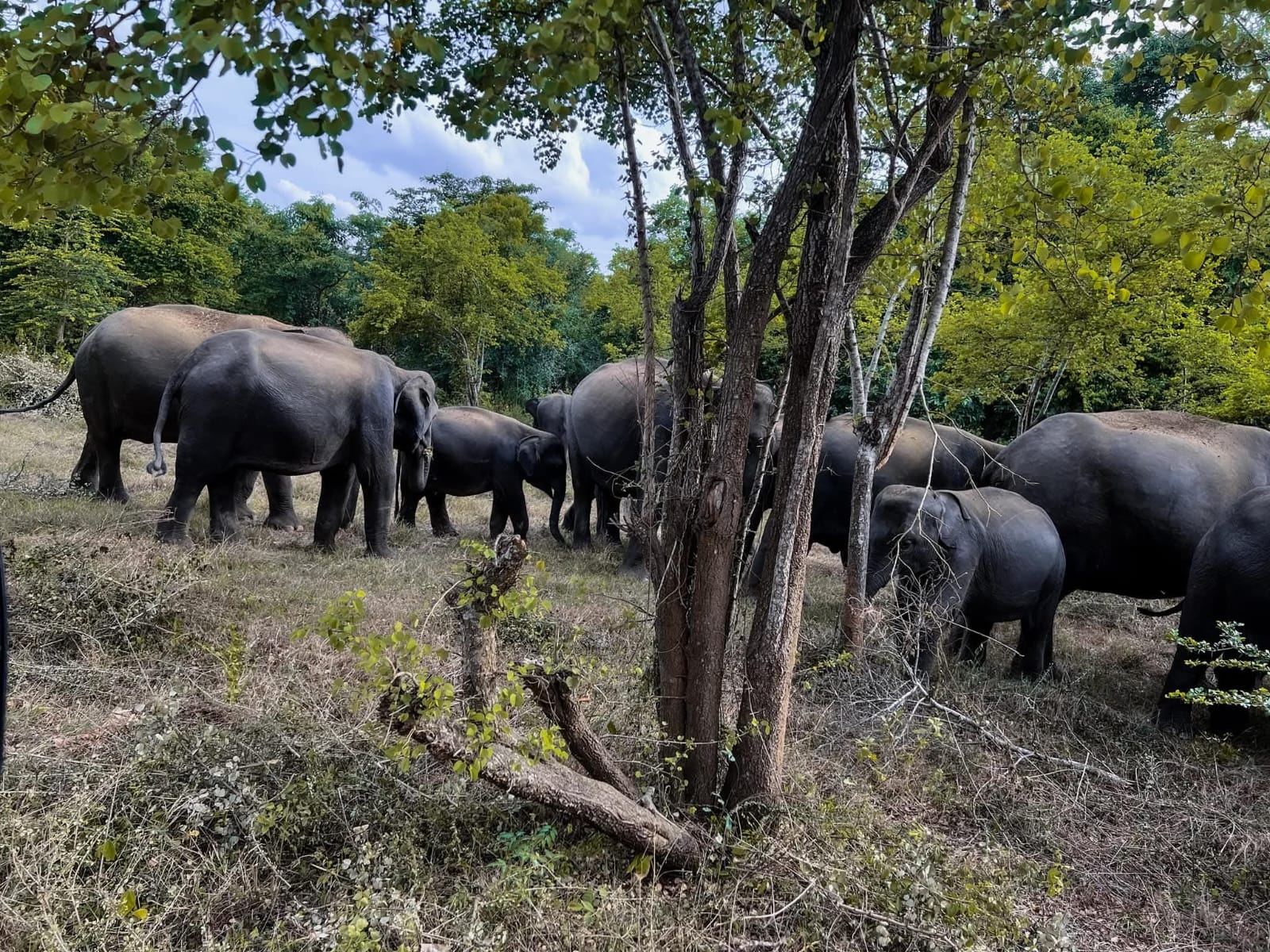 Minneriya National Park